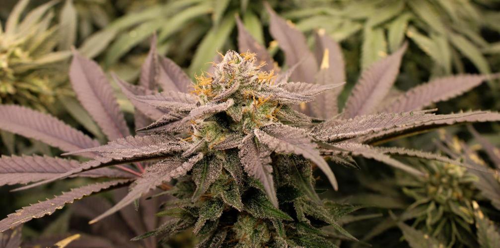 Blemics_ Growdiaries ´3. Week 16 - Purple Mints