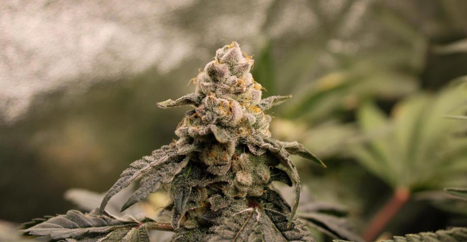 Blemics_ Growdiaries ´3. Week 16 - Donutz