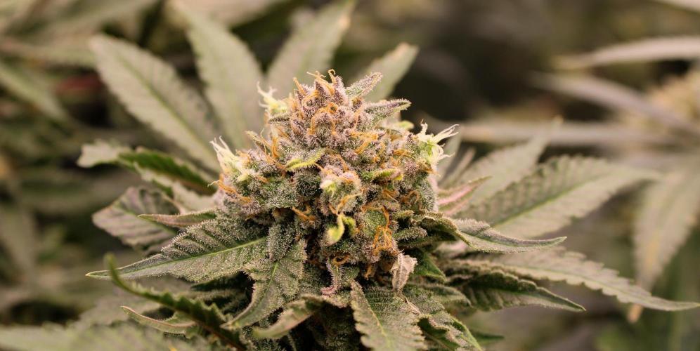 Blemics_ Growdiaries ´3. Week 16 - Wappa