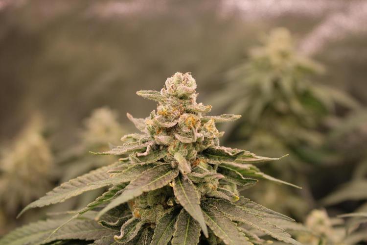 Blemics_ Growdiaries ´3. Week 16 - Trop Crush