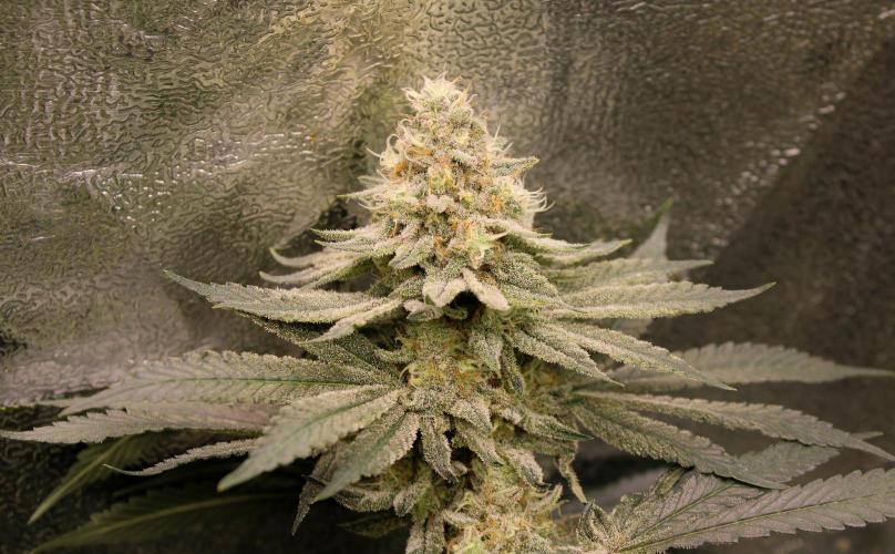 Blemics_ Growdiaries ´3. Week 16 - Rasp Parfait