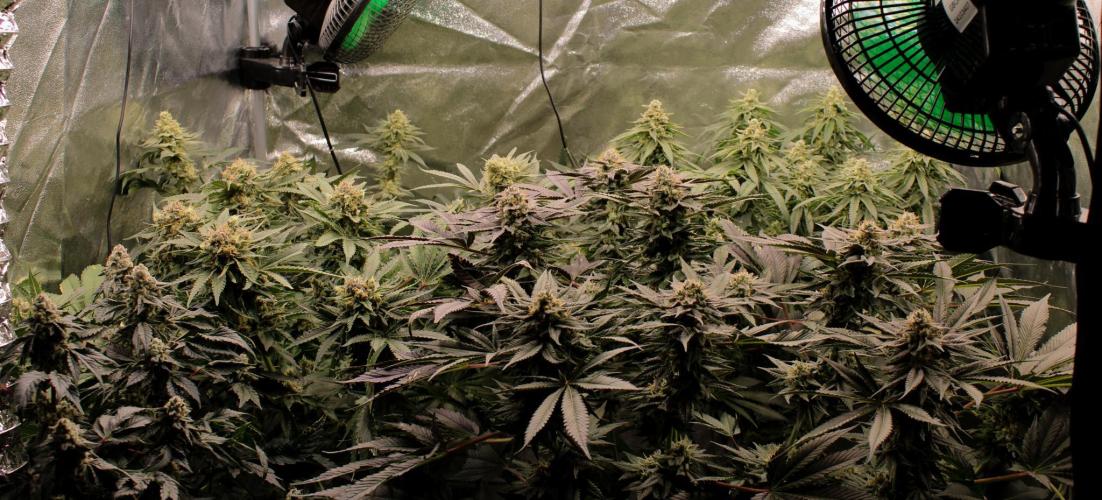 Blemics_ Growdiaries ´3. Week 16 - D52 