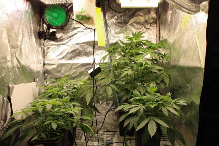 Blemics GrowDiaries '4. Week 6 - D 36