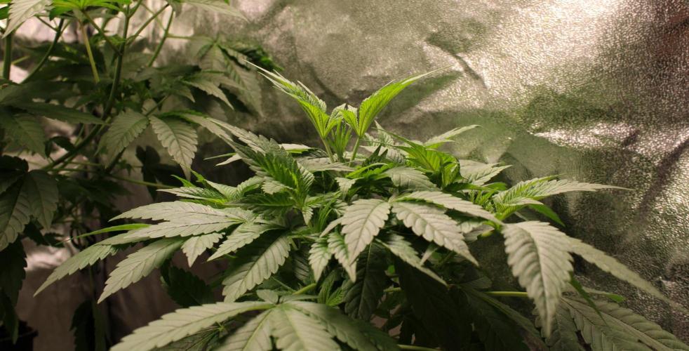 Blemics GrowDiaries '4. Week 6 - Nebula