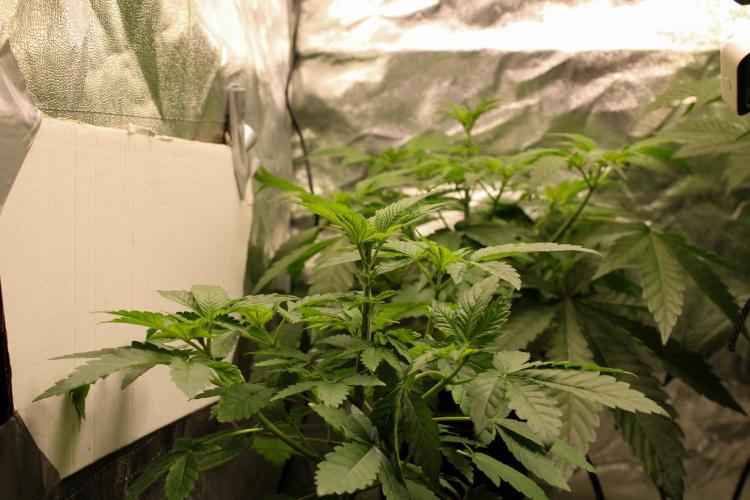 Blemics GrowDiaries '4. Week 6 - Nori cake