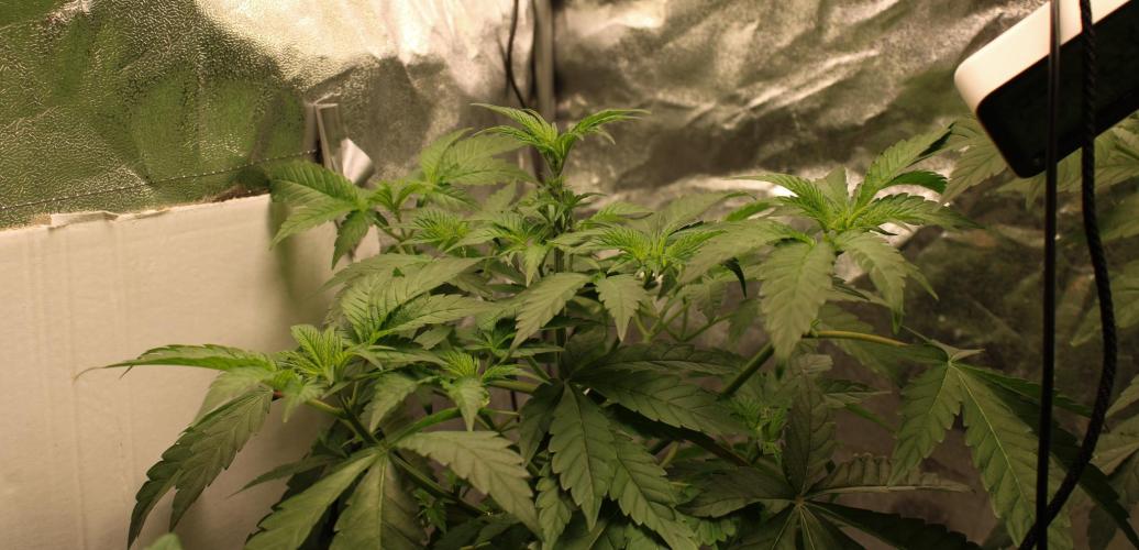 Blemics GrowDiaries '4. Week 6 - Ztrawberry