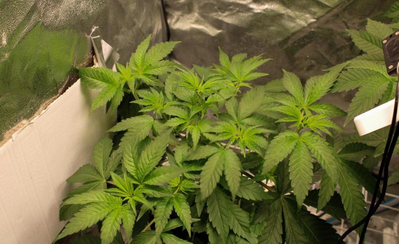 Blemics GrowDiaries '4. Week 6 - Ztrawberry