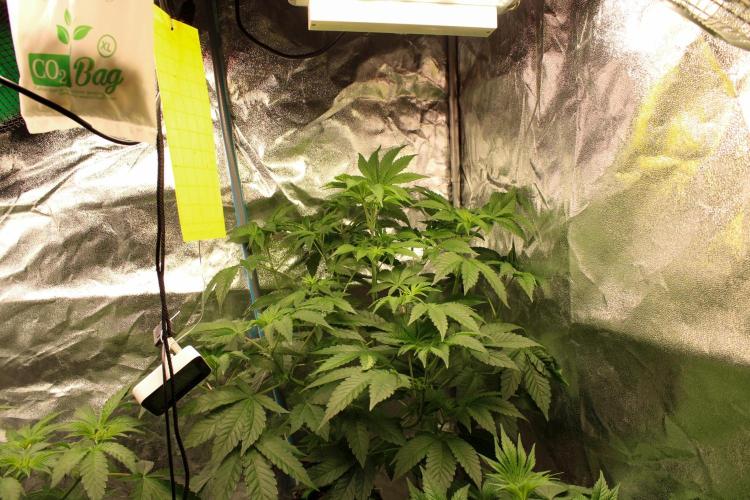 Blemics GrowDiaries '4. Week 6 - AlineZ