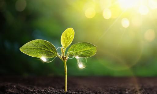 Blemics GrowDiaries '5. Week 0