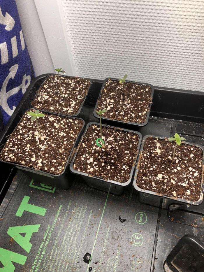 Blemics GrowDiaries '5. Week 1 - D1