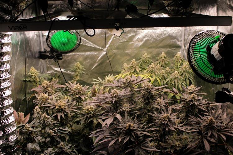 Blemics_ Growdiaries ´3. Week 17 - D59