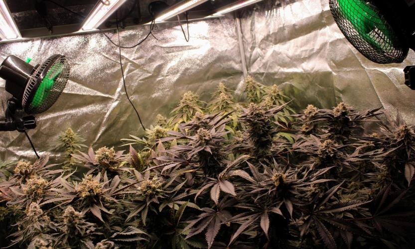 Blemics_ Growdiaries ´3. Week 17 - D59