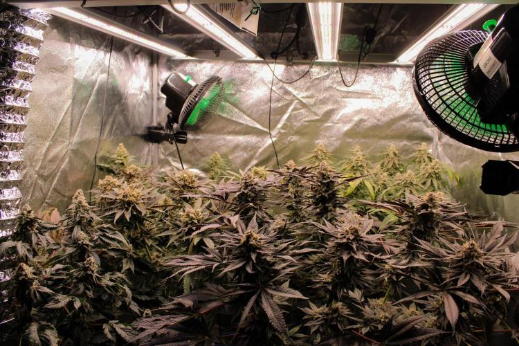 Blemics_ Growdiaries ´3. Week 17 - D59