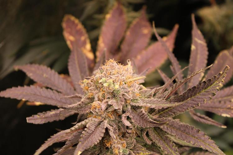 Blemics_ Growdiaries ´3. Week 17 - Wappa