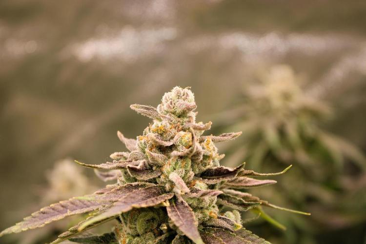 Blemics_ Growdiaries ´3. Week 17 - Trop Crush