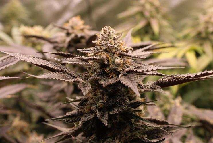 Blemics_ Growdiaries ´3. Week 17 - Purple Mints