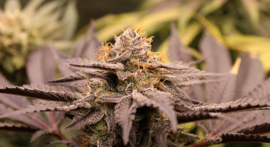 Blemics_ Growdiaries ´3. Week 17 - Purple Mints