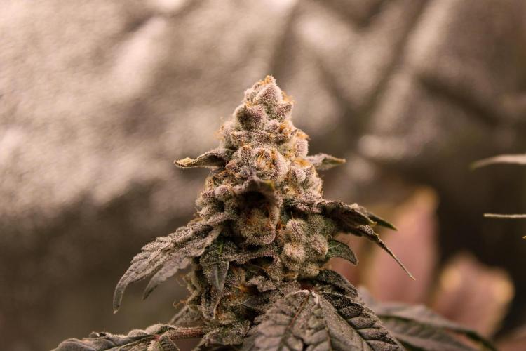 Blemics_ Growdiaries ´3. Week 17 - Donutz