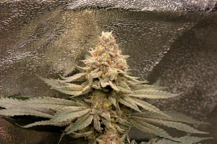 Blemics_ Growdiaries ´3. Week 17 - Rasp Parfait