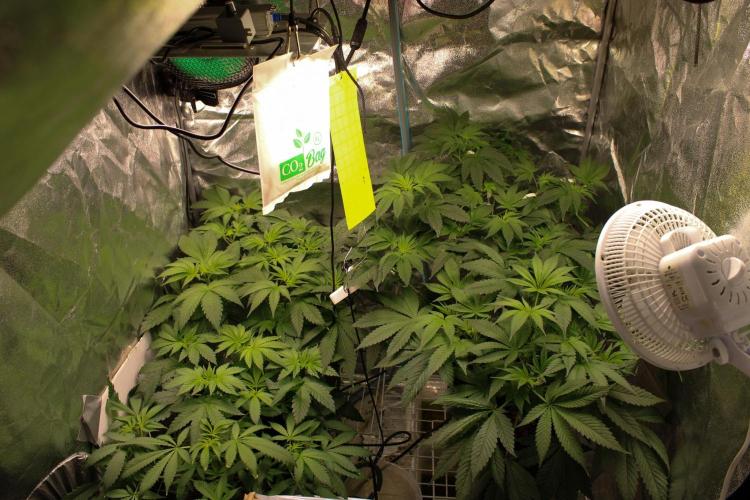 Blemics GrowDiaries '4. Week 7 - D4