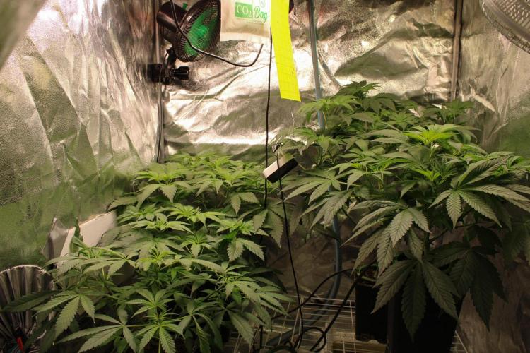 Blemics GrowDiaries '4. Week 7 - D4