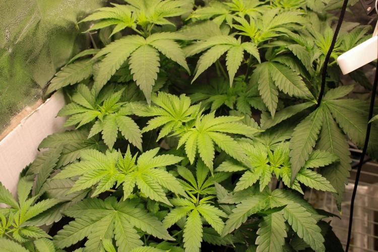 Blemics GrowDiaries '4. Week 7 - Nori Cake