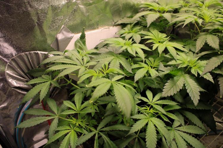 Blemics GrowDiaries '4. Week 7 - Stoopid Fruits