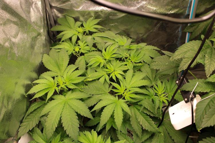 Blemics GrowDiaries '4. Week 7 - Ztrawberry