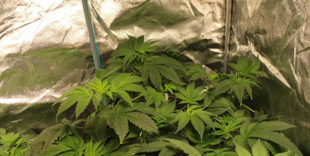 Blemics GrowDiaries '4. Week 7 - AlienZ