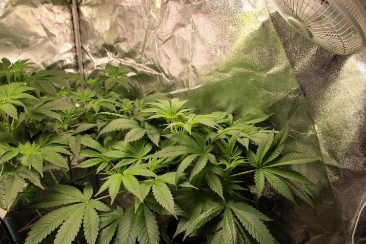 Blemics GrowDiaries '4. Week 7 - Nebula