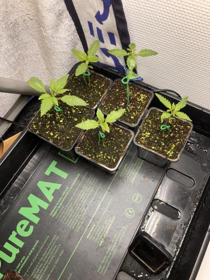 Blemics GrowDiaries '5. Week 2 - D7