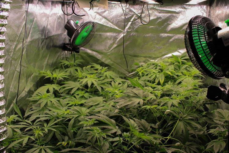 Blemics GrowDiaries '4. Week 8 - F12