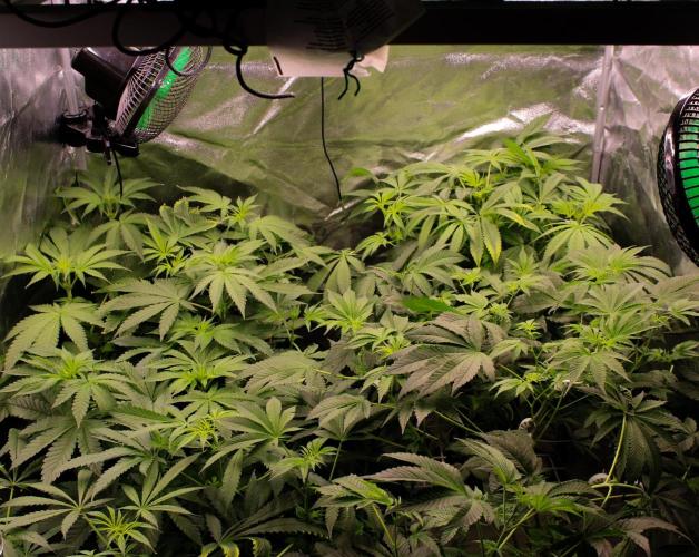 Blemics GrowDiaries '4. Week 8 - F12