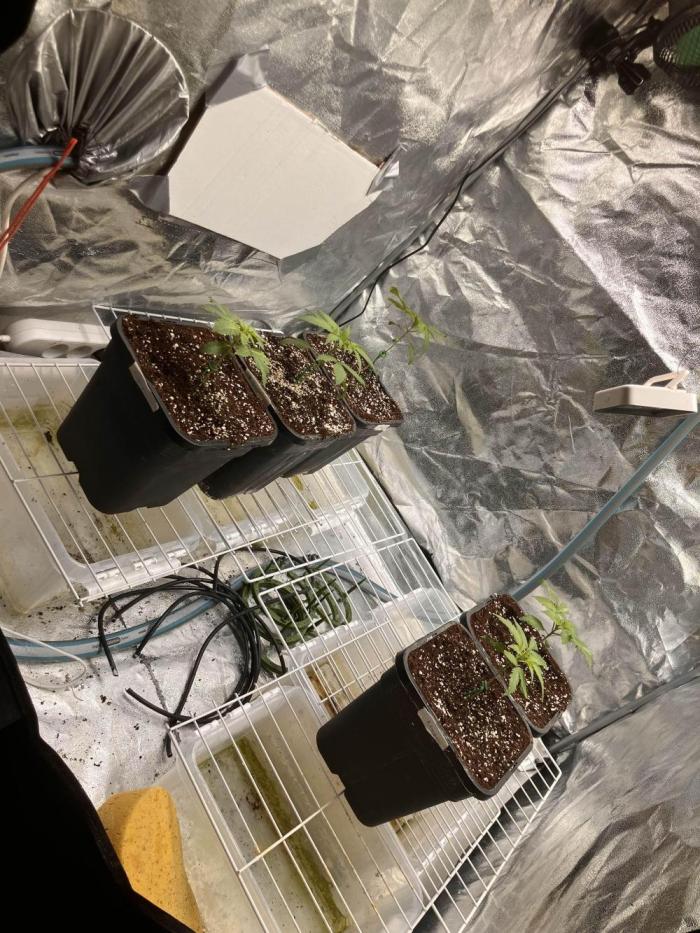 Blemics GrowDiaries '5. Week 3 - D15