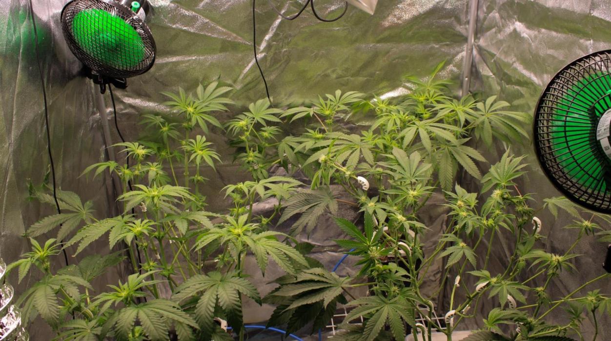 Blemics GrowDiaries '4. Week 9 - D18