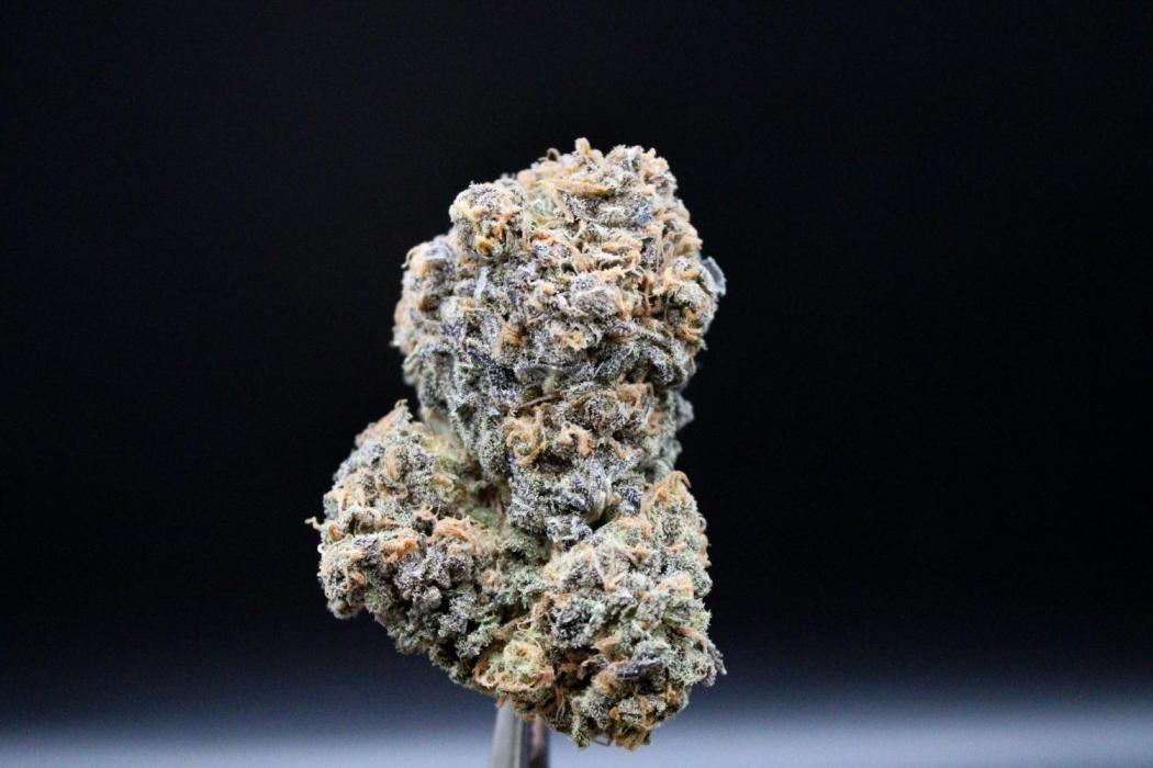 Blemics_ Growdiaries ´3. Week 19