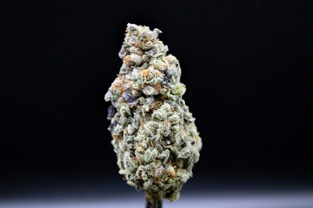 Blemics_ Growdiaries ´3. Week 19