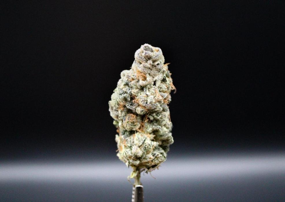 Blemics_ Growdiaries ´3. Week 19