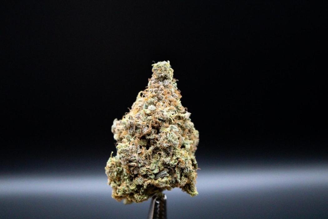 Blemics_ Growdiaries ´3. Week 19