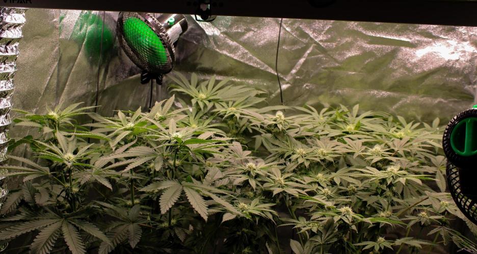 Blemics GrowDiaries '4. Week 10 - F24