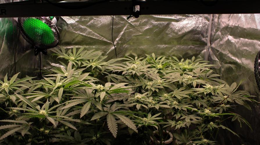 Blemics GrowDiaries '4. Week 10 - F24