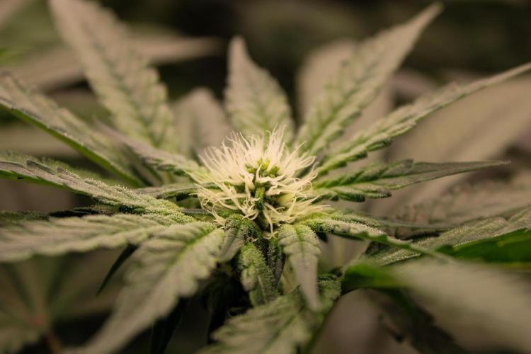 Blemics GrowDiaries '4. Week 10 - Nori Cake