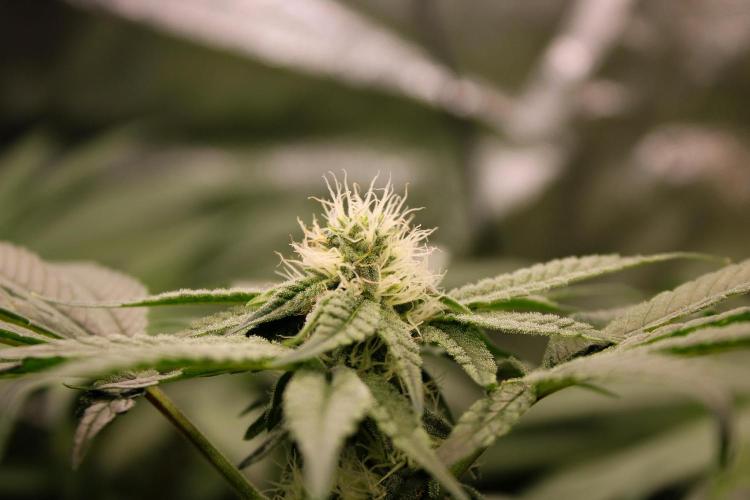 Blemics GrowDiaries '4. Week 10 - AlienZ