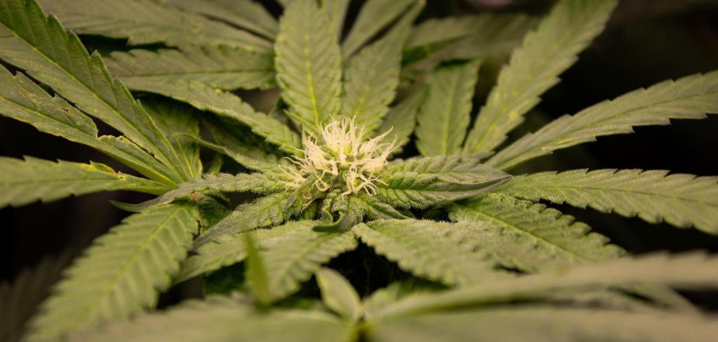 Blemics GrowDiaries '4. Week 10 - Ztrawberry