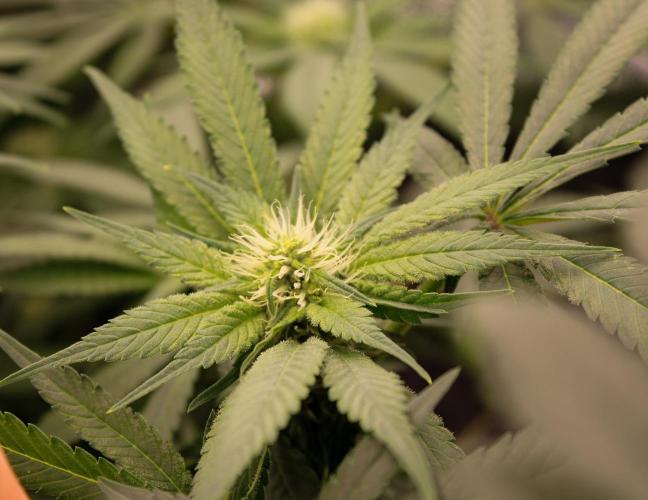 Blemics GrowDiaries '4. Week 10 - Nebula