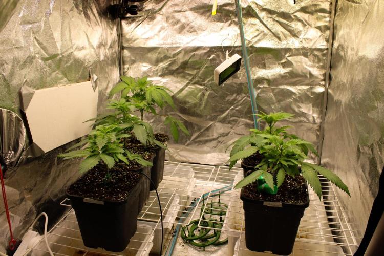 Blemics GrowDiaries '5. Week 4