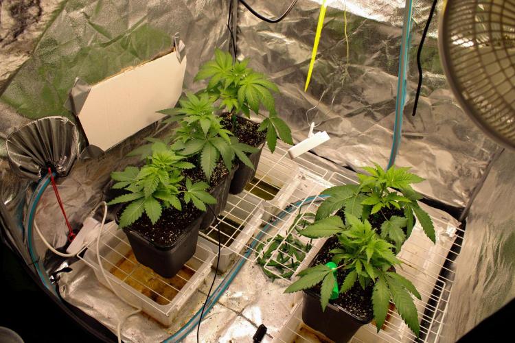 Blemics GrowDiaries '5. Week 4