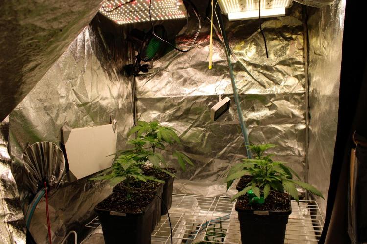 Blemics GrowDiaries '5. Week 4