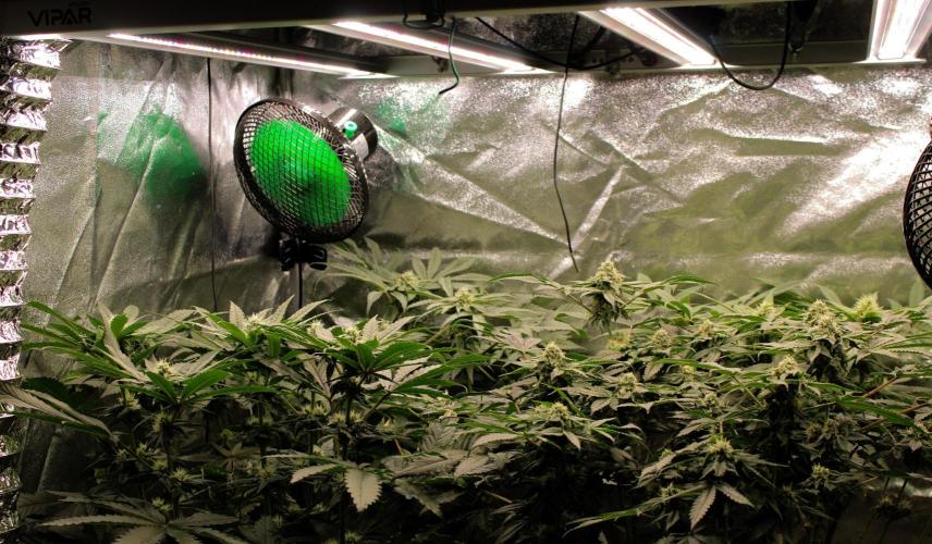 Blemics GrowDiaries '4. Week 11 - F31