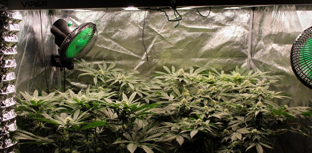 Blemics GrowDiaries '4. Week 11 - F31